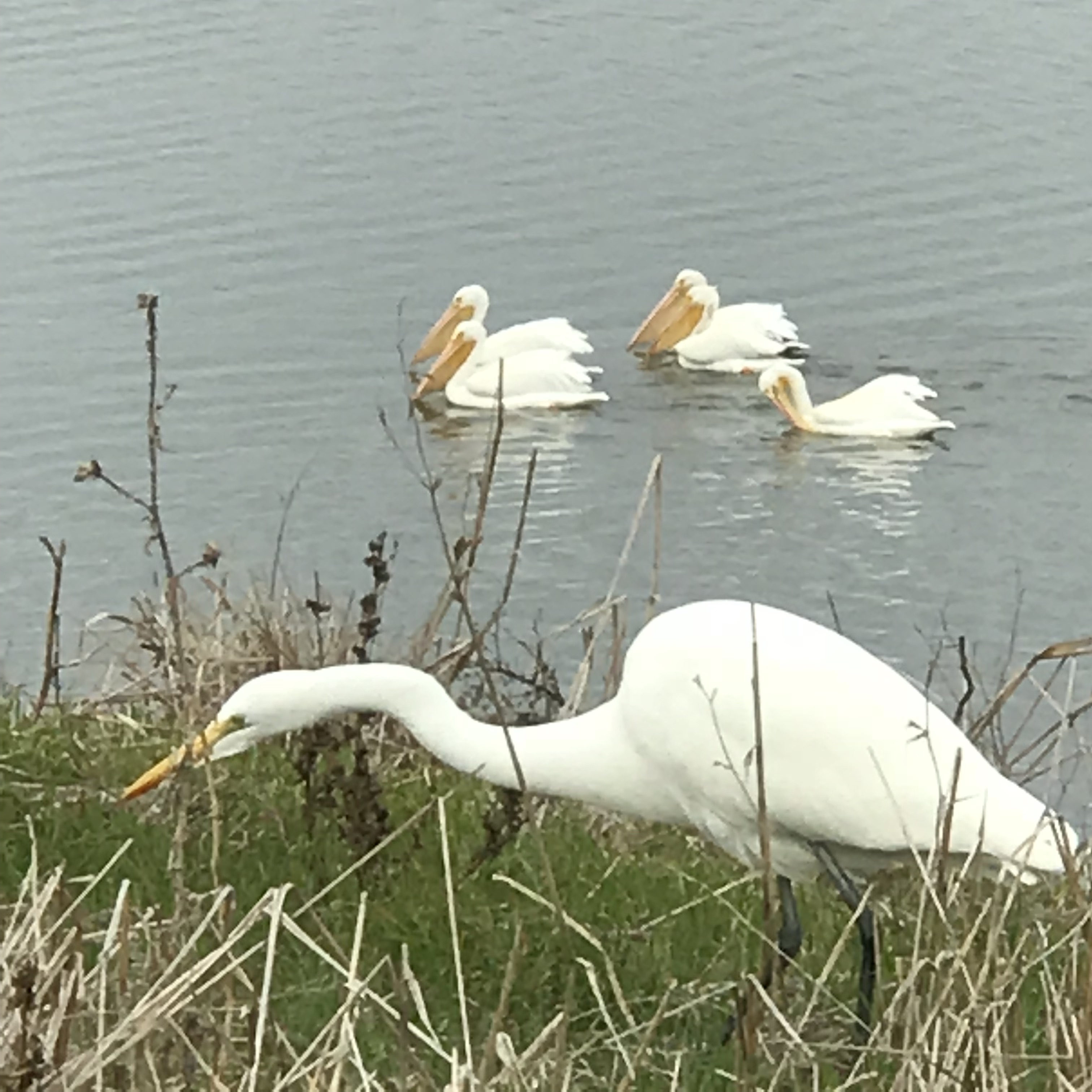 rsTUx8ifQBWRDyXc9SJ1zw