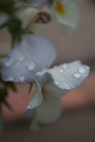 5F257BA5-57C4-4C13-85AB-0570EB5B7E2E_1_100_o